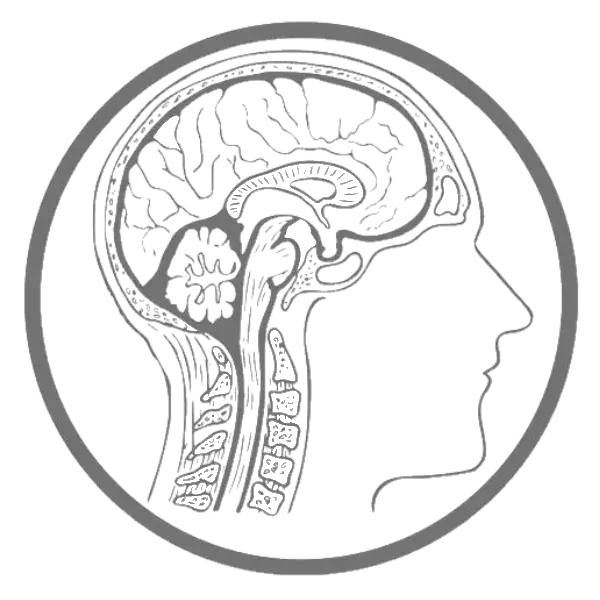 rts radthesys fiber brains head