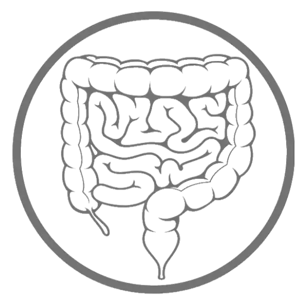 rts radthesys fiber gut stomach microbiome
